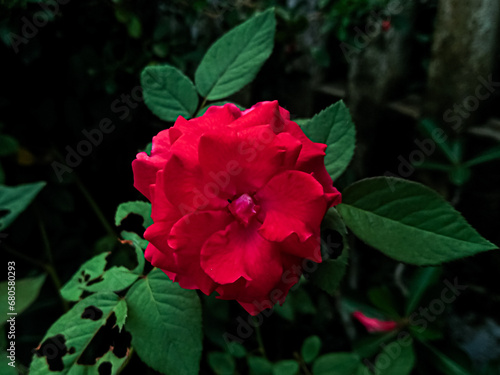 red rose in the garden