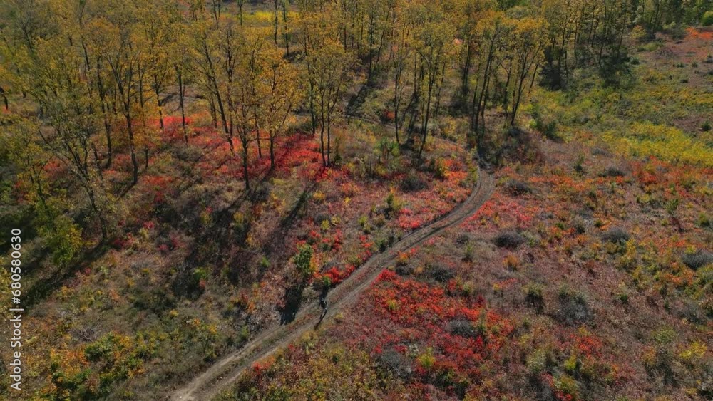 a path in the forest, aerial in autumn a path in the forest, aerial in autumn