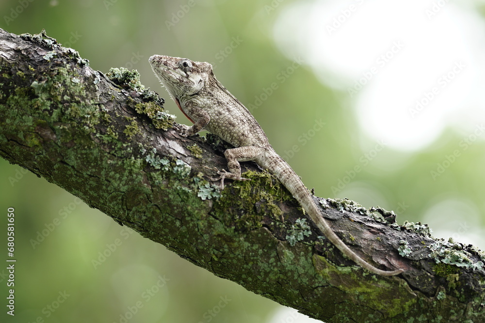 Anolis barbatus (western bearded anole) is a species of anole lizard from Western Cuba. The length of many lizards toes and limbs can often tell where specific lizards spend their time. Anolis barbatus (western bearded anole) is a species of anole lizard from Western Cuba. The length of many lizards toes and limbs can often tell where specific lizards spend their time.