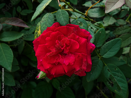 red rose flower