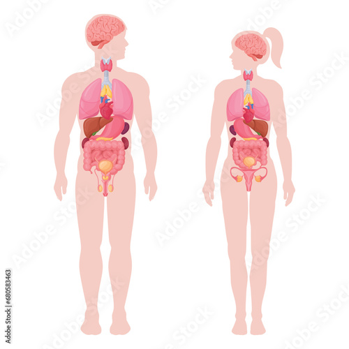 Human body infographic. Cartoon man and woman anatomy internal organs, lungs, brain and heart location in body flat vector illustration set