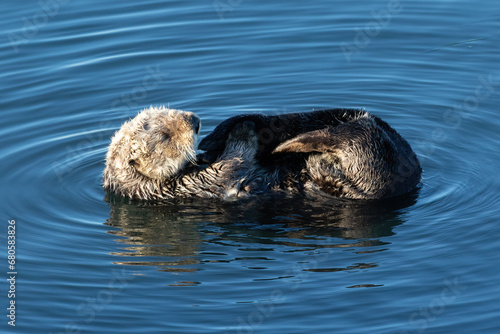 Sea otter (Enhydra lutris) Floating on its back, in Morro Bay, California. 