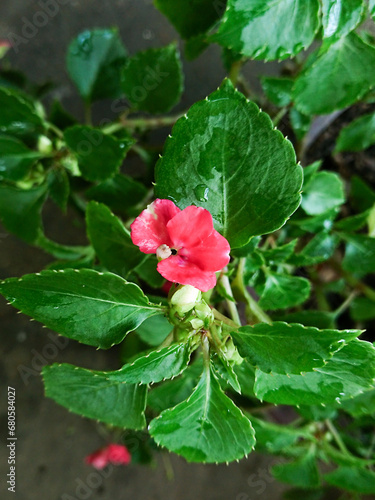 red rose bush