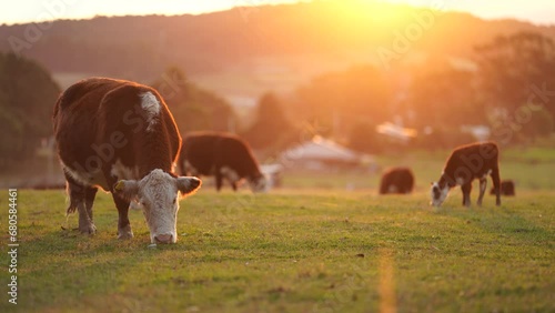 beautiful cattle in Australia  eating grass, grazing on pasture. Herd of cows free range beef being regenerative raised on an agricultural farm. Sustainable farming of food crops. Cow in field 