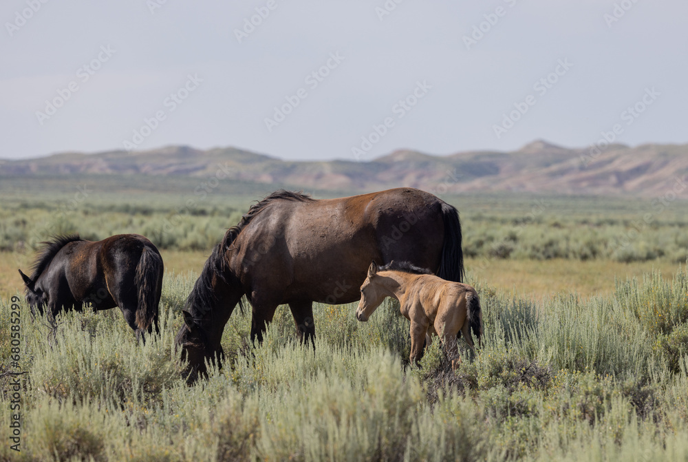 Wild Horse Mare and Foal in Summer in the Wyoming Desert Wild Horse Mare and Foal in Summer in the Wyoming Desert
