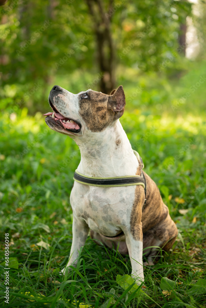 Obedient Staffordshire Terrier Dog Training in the Autumn Park with its Owner