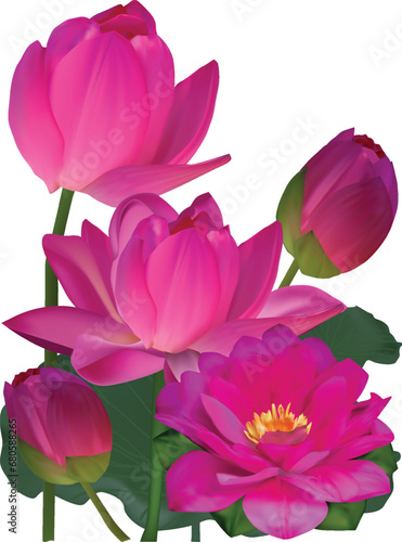 three pink lotus blooms and bud isolated on white