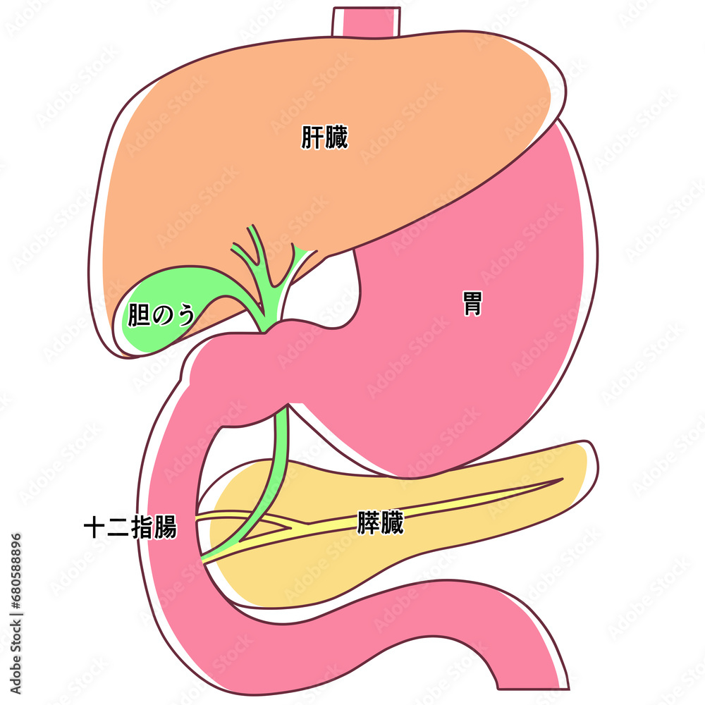十二指腸 胆のうとすい臓の関係: 肝臓 胆のう 十二指腸 | ブログ：膵臓・胆道のはたらき ｜広島記念病院 – CSOJ