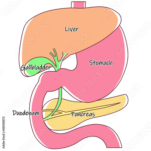 肝臓・胃・十二指腸・胆のう・膵臓のイラスト photo