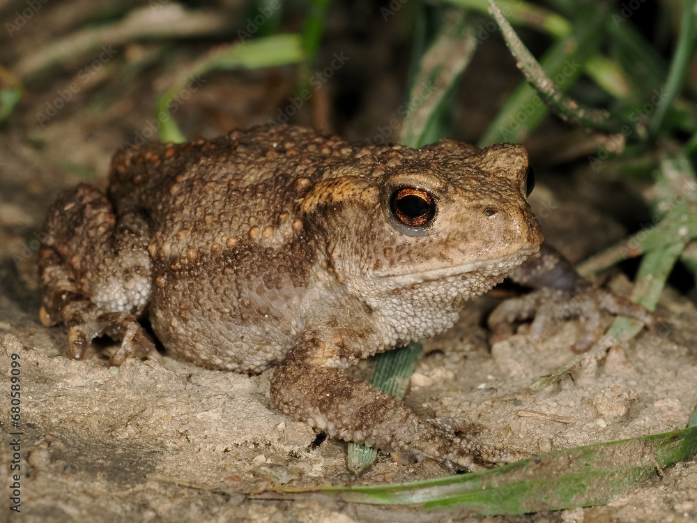 Obraz premium European toad (Bufo bufo)