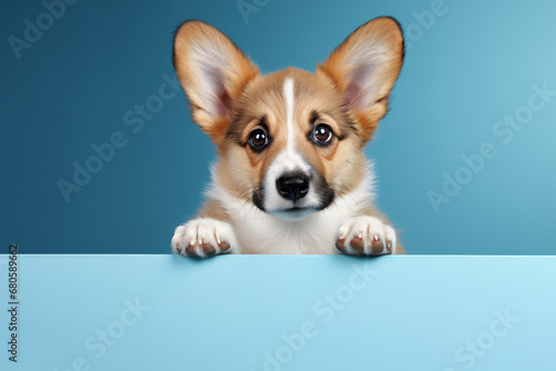 pembroke welsh corgi puppy, studio background with an empty space to copy. dog, pet.