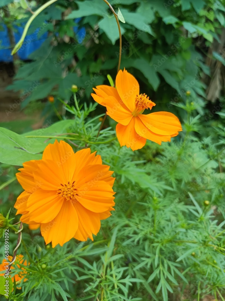 Cosmos sulphureus is a species of flowering plant in the sunflower family Asteraceae, also known as sulfur cosmos and yellow cosmos. Cosmos sulphureus is a species of flowering plant in the sunflower family Asteraceae, also known as sulfur cosmos and yellow cosmos.