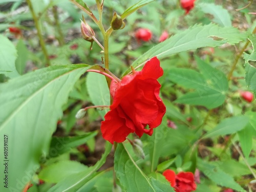 Impatiens balsamina, commonly known as balsam, garden balsam, rose balsam, touch-me-not or spotted snapweed, is a species of plant native to India and Myanmar.  photo