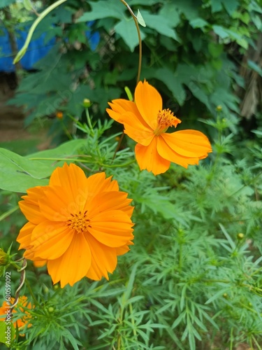 Cosmos sulphureus is a species of flowering plant in the sunflower family Asteraceae  also known as sulfur cosmos and yellow cosmos.