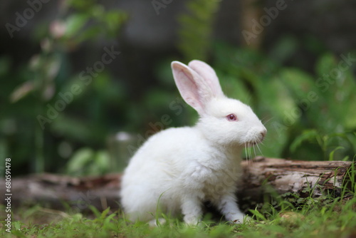 white rabbit on green grass