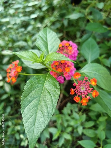 Lantana camara is a species of flowering plant within the verbena family, native to the American tropics. 