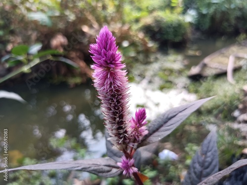 Celosia is a small genus of edible and ornamental plants in the amaranth family, Amaranthaceae. Its species are commonly known as woolflowers. photo