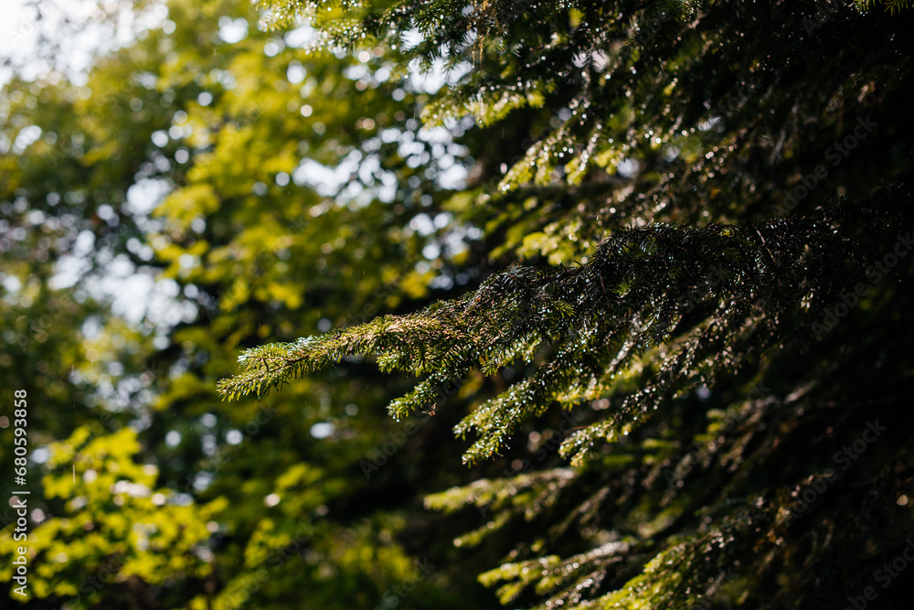 drops of water hang on a fir branch after the rain drops of water hang on a fir branch after the rain