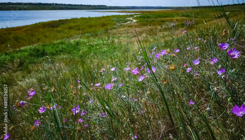 Flowering bushes of wild Malva on the banks of the Tiligul estuary photo