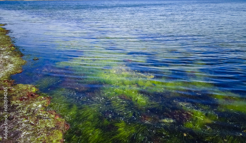 Red and Green algae  and seagrass Zostera noltii in the shallow waters of the Tiligul estuary © Oleg Kovtun