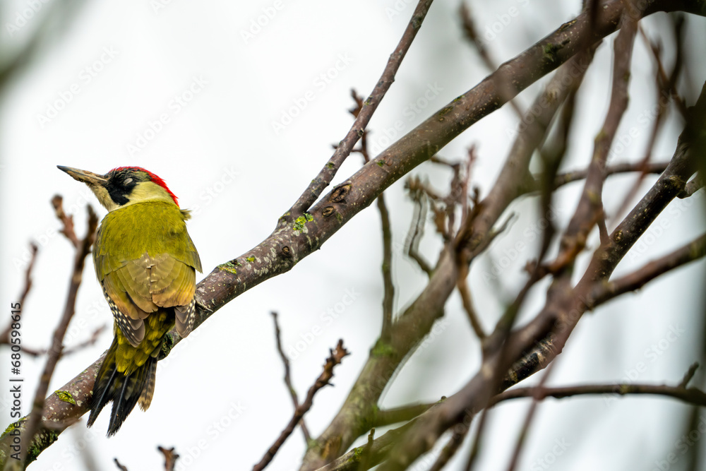 Green Woodpecker in Switzerland on a tree branch during winter / autumn Green Woodpecker in Switzerland on a tree branch during winter / autumn