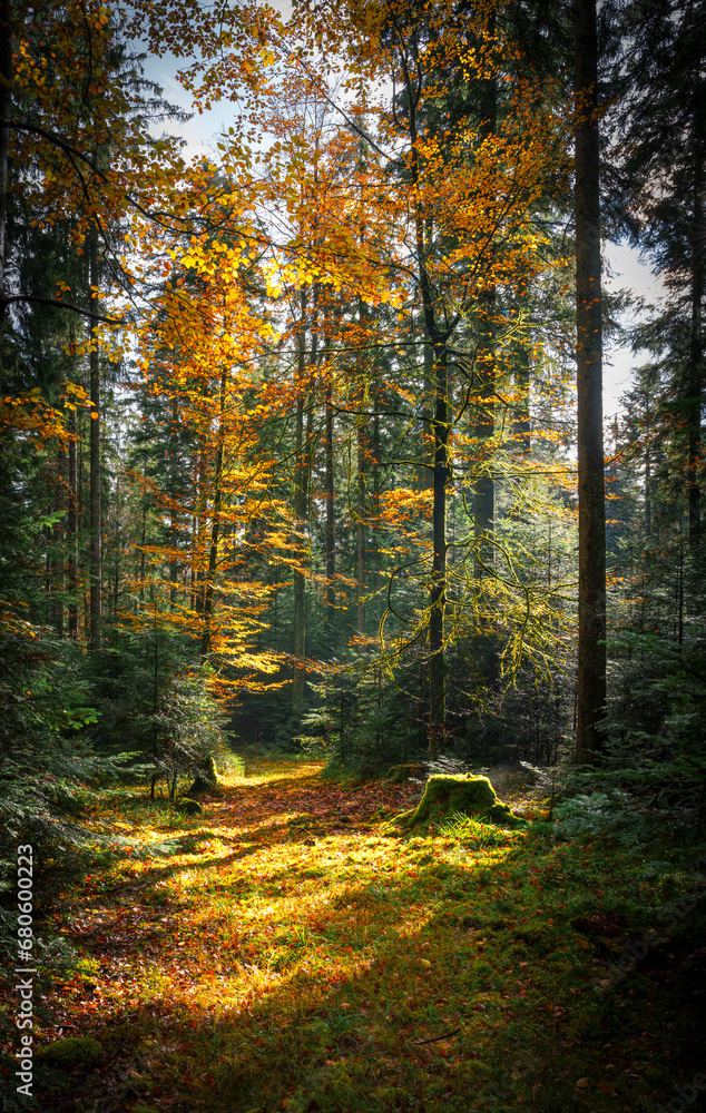 Autumn forest with setting sun shining through leaves and branches. Nature, forestry, Trees, habitat, environment and sustainability concepts, desktop