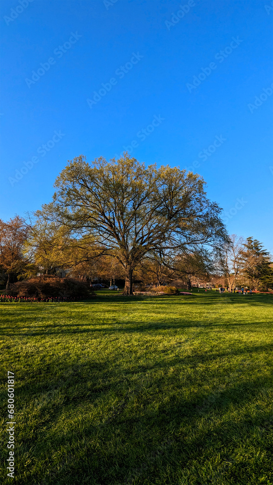 Clear day with shadows of the trees on grass in the park in Spring , Baltimore, MD, US