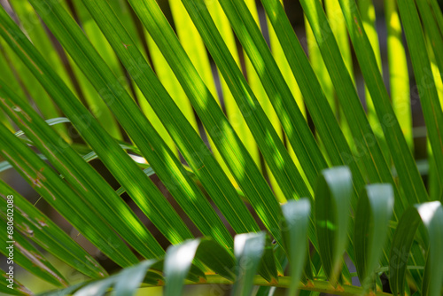 Green lines of palm brench leaves photo