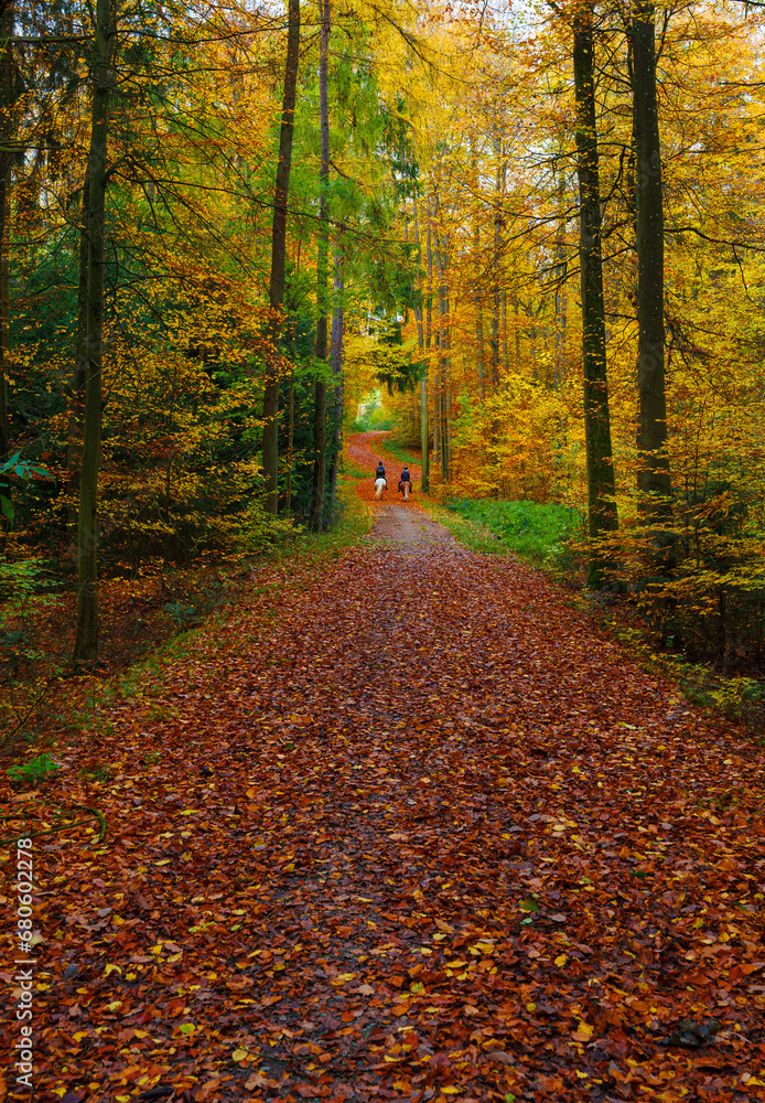 Obraz premium Autumn forest with setting sun shining through leaves and branches. Nature, forestry, Trees, habitat, environment and sustainability concepts, desktop