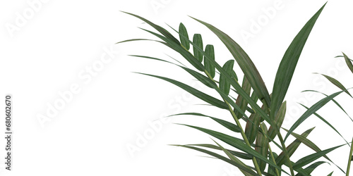 close up leaf transparent png