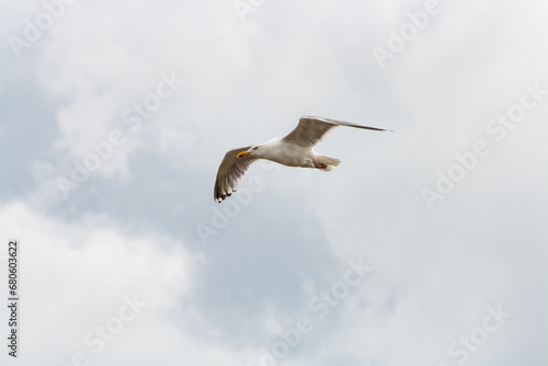 a single flying seagull looking down © Dennis van de Hoef