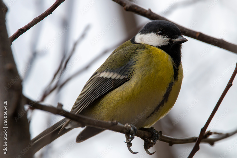A great tit isolated on a branch of tree. Songbird with green, yellow, black and white colours. Parus major. A great tit isolated on a branch of tree. Songbird with green, yellow, black and white colours. Parus major.