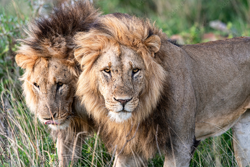 Two Lions - brothers - are better than one Two Lions - brothers - are better than one