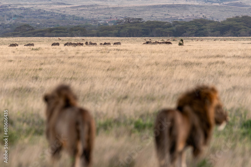 Lion brothers view of the plains @ Lewa Conservancy photo