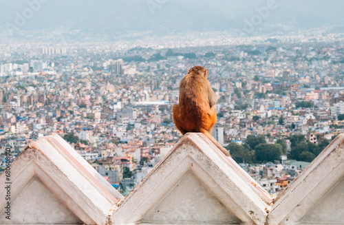 Photography Lonely holy monkey sitting and enjoying an old Kathmandu city panorama