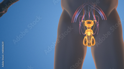 Male reproductive system medical animation photo