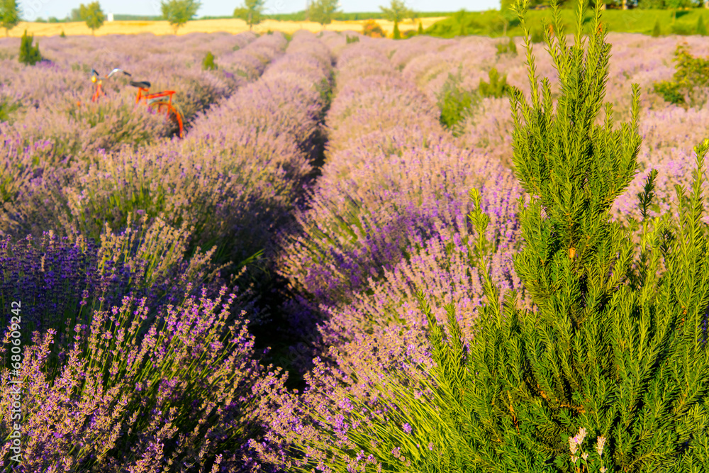 Field of blooming Lavandula in Summer in Hungary Field of blooming Lavandula in Summer in Hungary