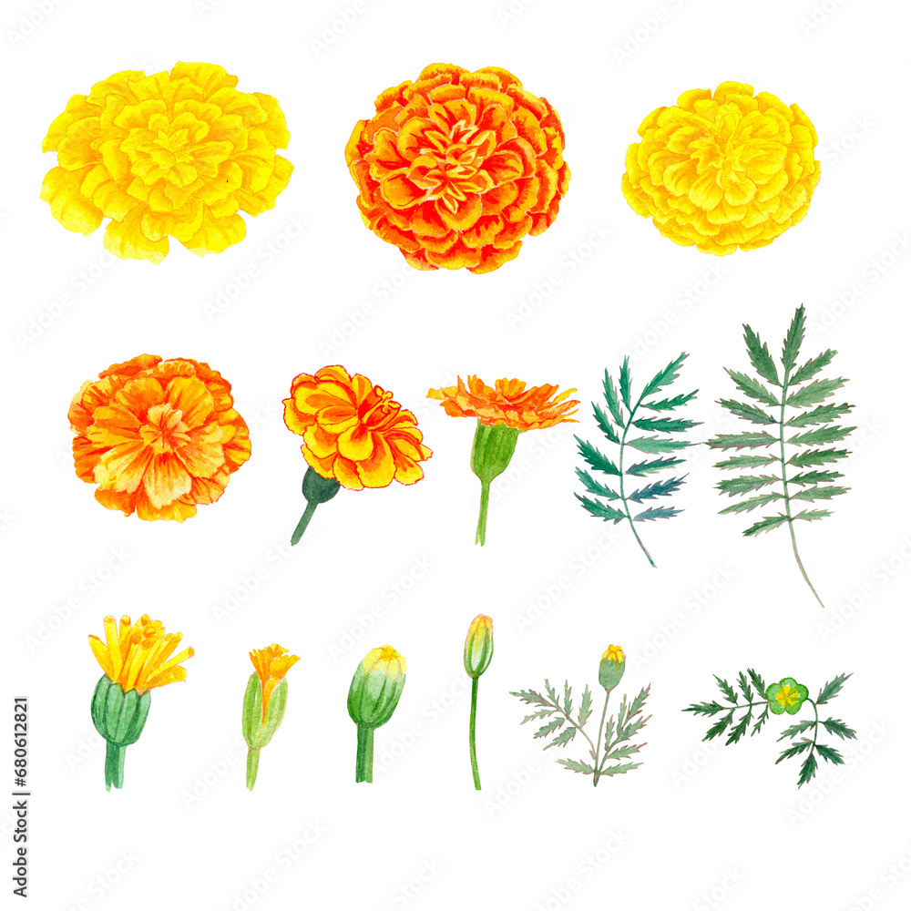 Yellow and orange tagetes flowers blossoms, leaves and buds. Indian Diwali festival floral decorations. Watercolor hand drawn art illustration on white background