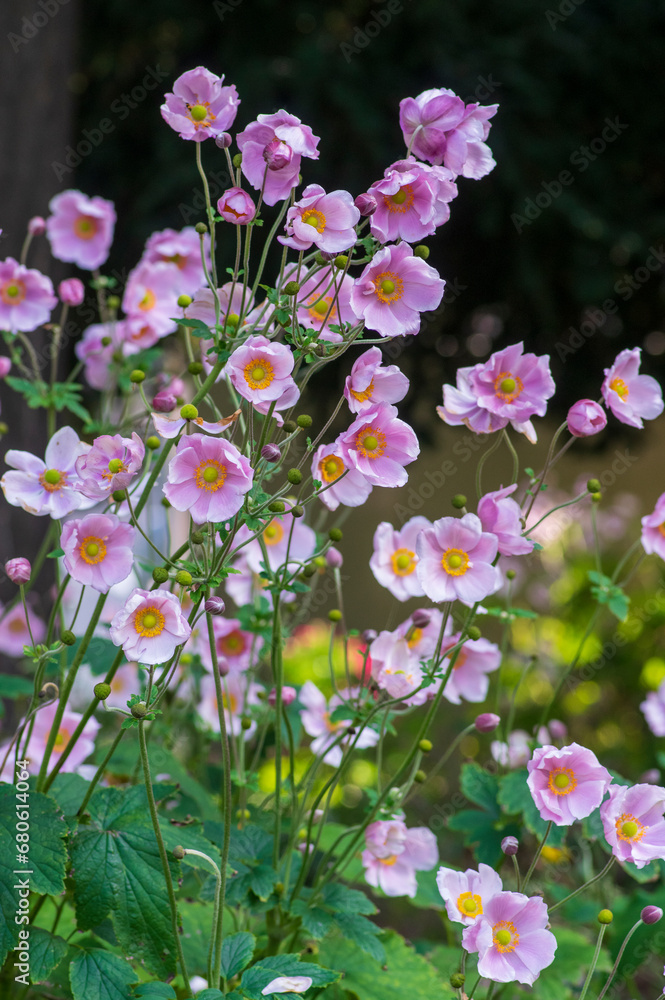 Anemone hupehensis praecox pink petal simplicity flowering plant, windflowers flowering plants in the garden Anemone hupehensis praecox pink petal simplicity flowering plant, windflowers flowering plants in the garden