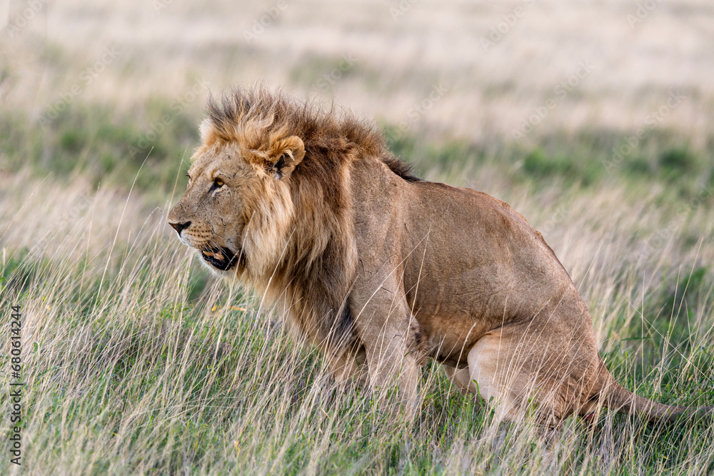 Male lion bathroom break before the hunt