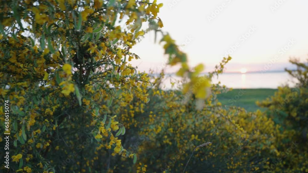 Golden Hour Glow on Blossoming Bush by the Lake Golden Hour Glow on Blossoming Bush by the Lake