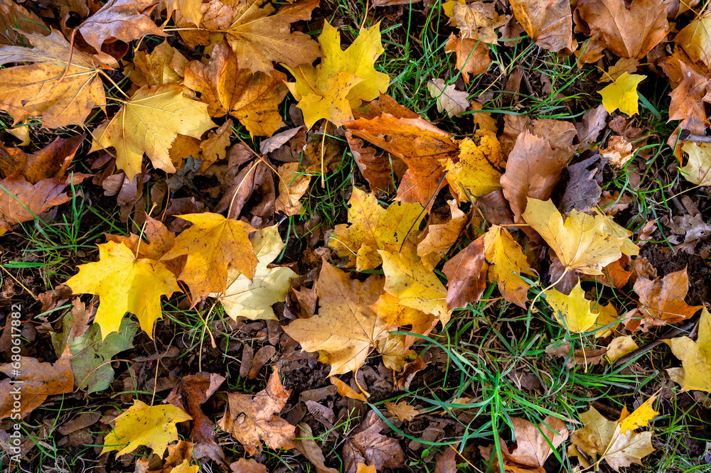 autumn leaves on the ground