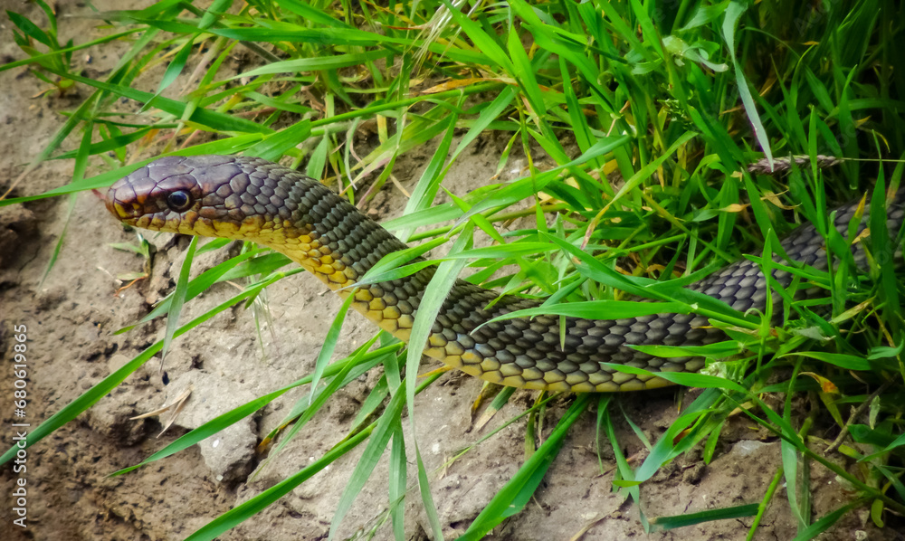 The Caspian whipsnake (Dolichophis caspius, sometimes also Coluber caspius) also known as the large whipsnake The Caspian whipsnake (Dolichophis caspius, sometimes also Coluber caspius) also known as the large whipsnake