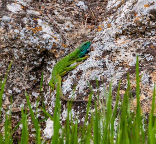 Green Lizard (Lacerta viridis), male sitting on a rock
