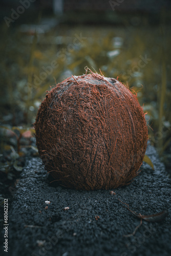 coconut on the beach