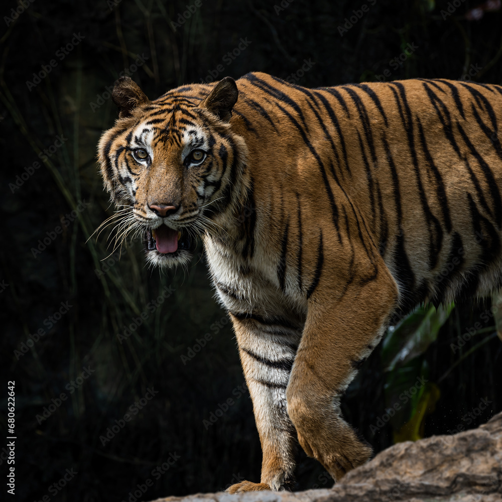 Obraz premium Photos of tiger in naturally.