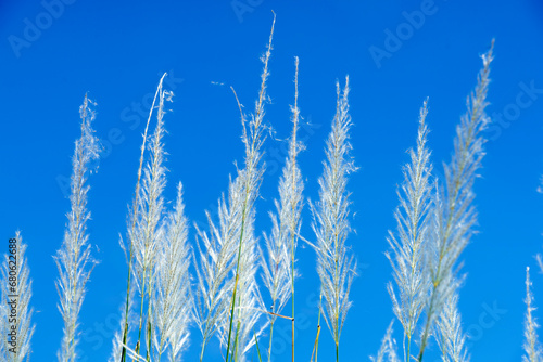 white reeds flower © sakhorn38