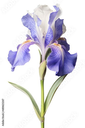  Bearded Iris flower