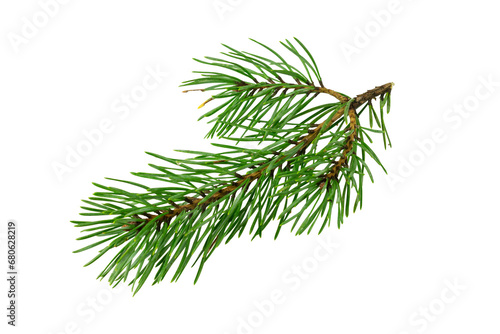 spring pine on a white isolated background