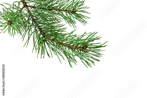 spring pine on a white isolated background